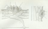 Tavola tratta da Reinke (1892)_